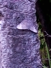 Hamadryas glauconome