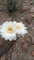 Trichocereus deserticola