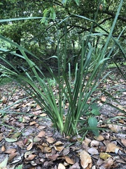 Asparagaceae