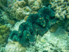 Tridacna gigas