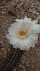 Trichocereus deserticola