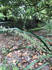Asparagaceae