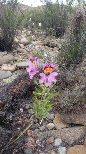 Alstroemeria philippii (Alstroemeria philippii)