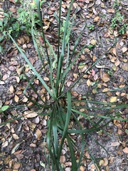 Asparagaceae