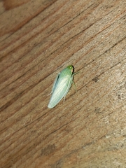 Rugosana querci
