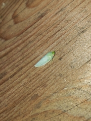 Rugosana querci