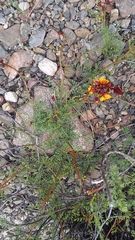 Erythrostemon angulatus