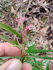 Grevillea sericea