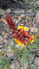 Erythrostemon angulatus