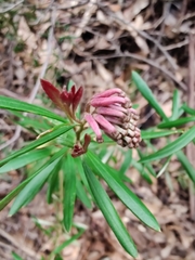 Grevillea sericea