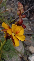 Erythrostemon angulatus