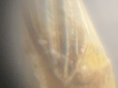 Xyphon flaviceps