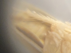 Xyphon flaviceps
