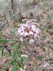 Grevillea phylicoides