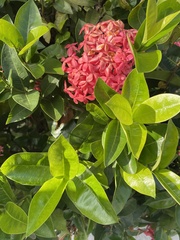 Ixora coccinea