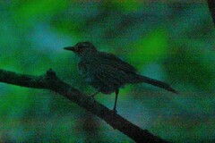 Turdus leucomelas