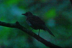 Turdus leucomelas