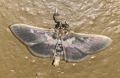 Apilocrocis brumalis