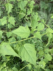 Chenopodiastrum simplex