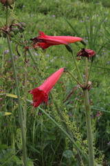 Phycella cyrtanthoides