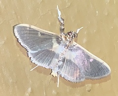 Apilocrocis brumalis