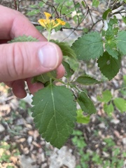 Lantana urticoides