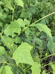 Chenopodiastrum simplex