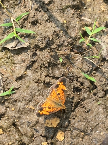 Pearl Crescent photographed in Illinois