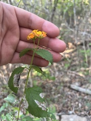 Lantana urticoides