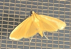 Phaedropsis