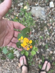 Lantana urticoides