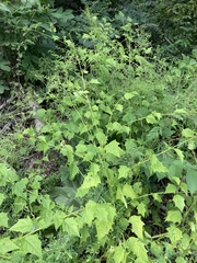 Chenopodiastrum simplex