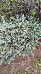 Nolana crassulifolia