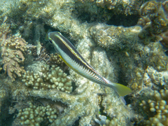 Scolopsis margaritifera