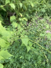 Chenopodiastrum simplex