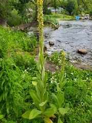 Verbascum