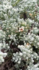 Nolana crassulifolia