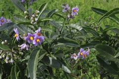 Solanum crispum