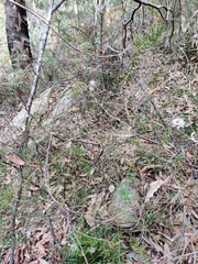 Grevillea phylicoides