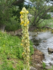 Verbascum