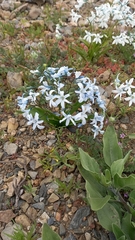 Zephyra