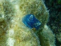 Spirobranchus corniculatus