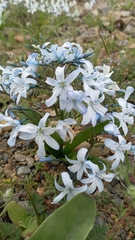 Zephyra