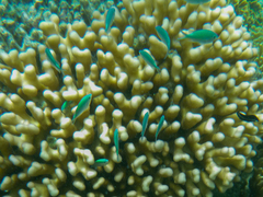 Chromis viridis