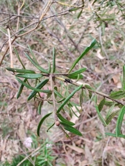 Grevillea phylicoides
