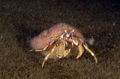 Cuthona nana