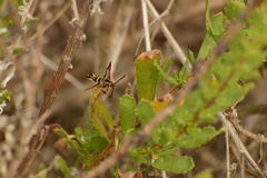 Synanthedon