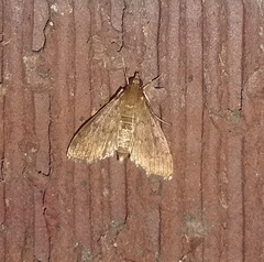 Herpetogramma phaeopteralis