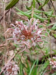 Grevillea phylicoides