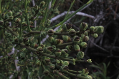 Ephedra chilensis